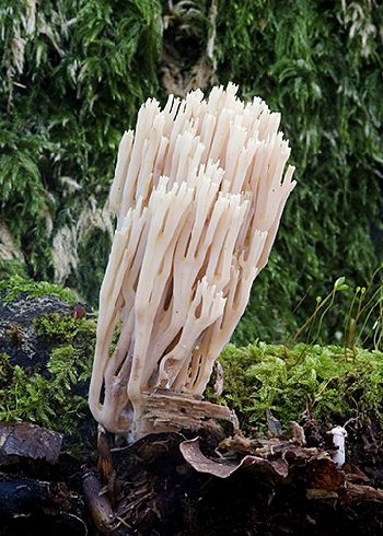 Ramaria stricta